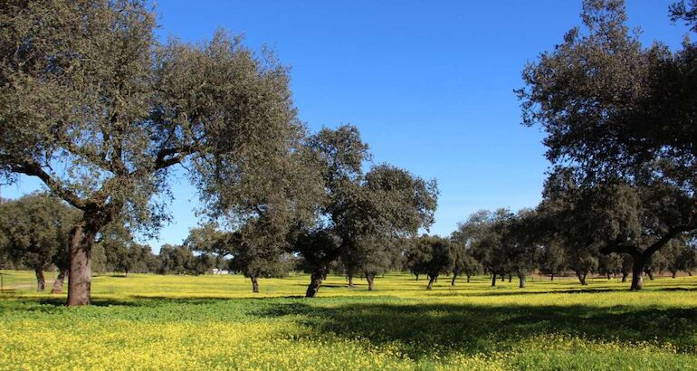 CaixaBank selecciona un proyecto sobre biodiversidad en las dehesas extremeñas
