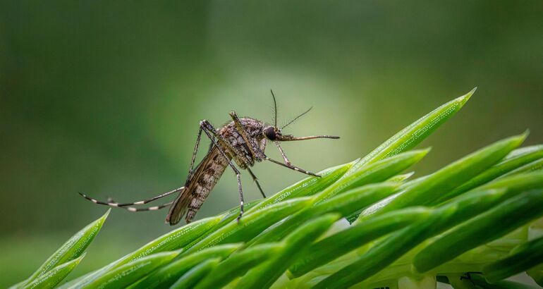 El SES confirma tres nuevos casos de fiebre del Nilo Occidental en Extremadura