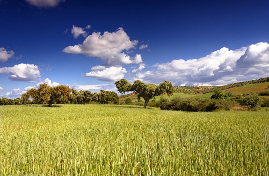 Junta establece nuevos requisitos flexibilizacin para ayudas Plan Estratgico de PAC 2026