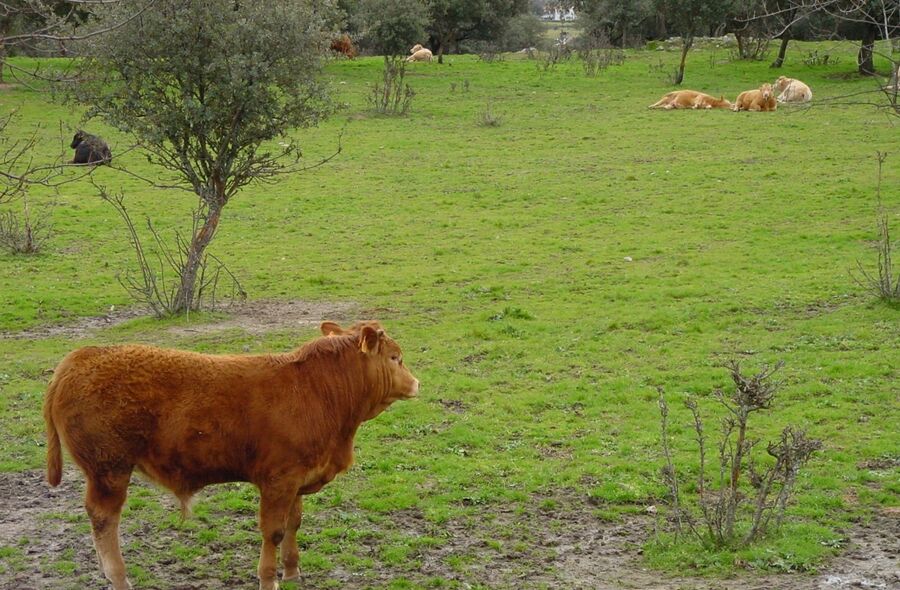 Junta abona 20 millones de ayudas agroambientales a 5000 agricultores y ganaderos