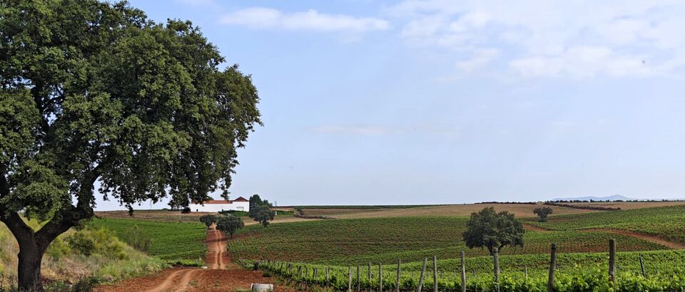 Blogueros especializados conoce experiencias de Ruta del Vino y Cava Ribera del Guadiana