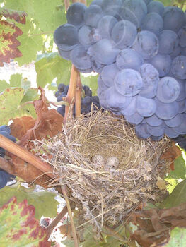 La fruta acristalada