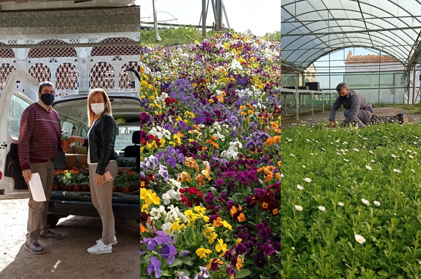 Vivero de Diputación Cáceres reparte plantas a los municipios por Día