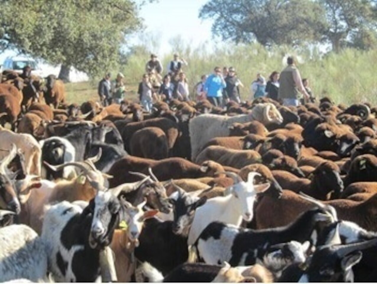 Se celebra en Esparragosa de la Serena una jornada para recrear