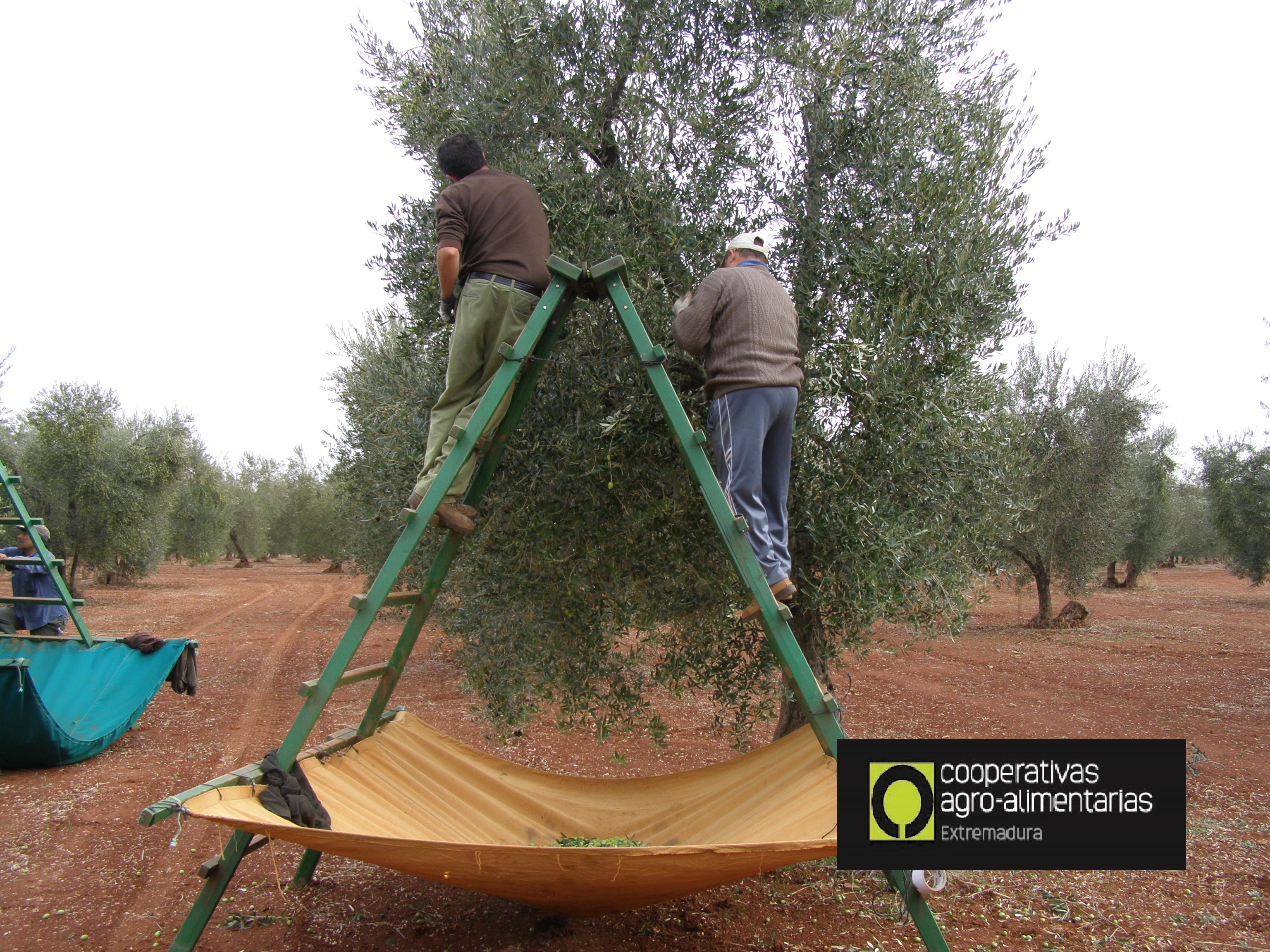 Cooperativas Agroalimentarias Valor Social