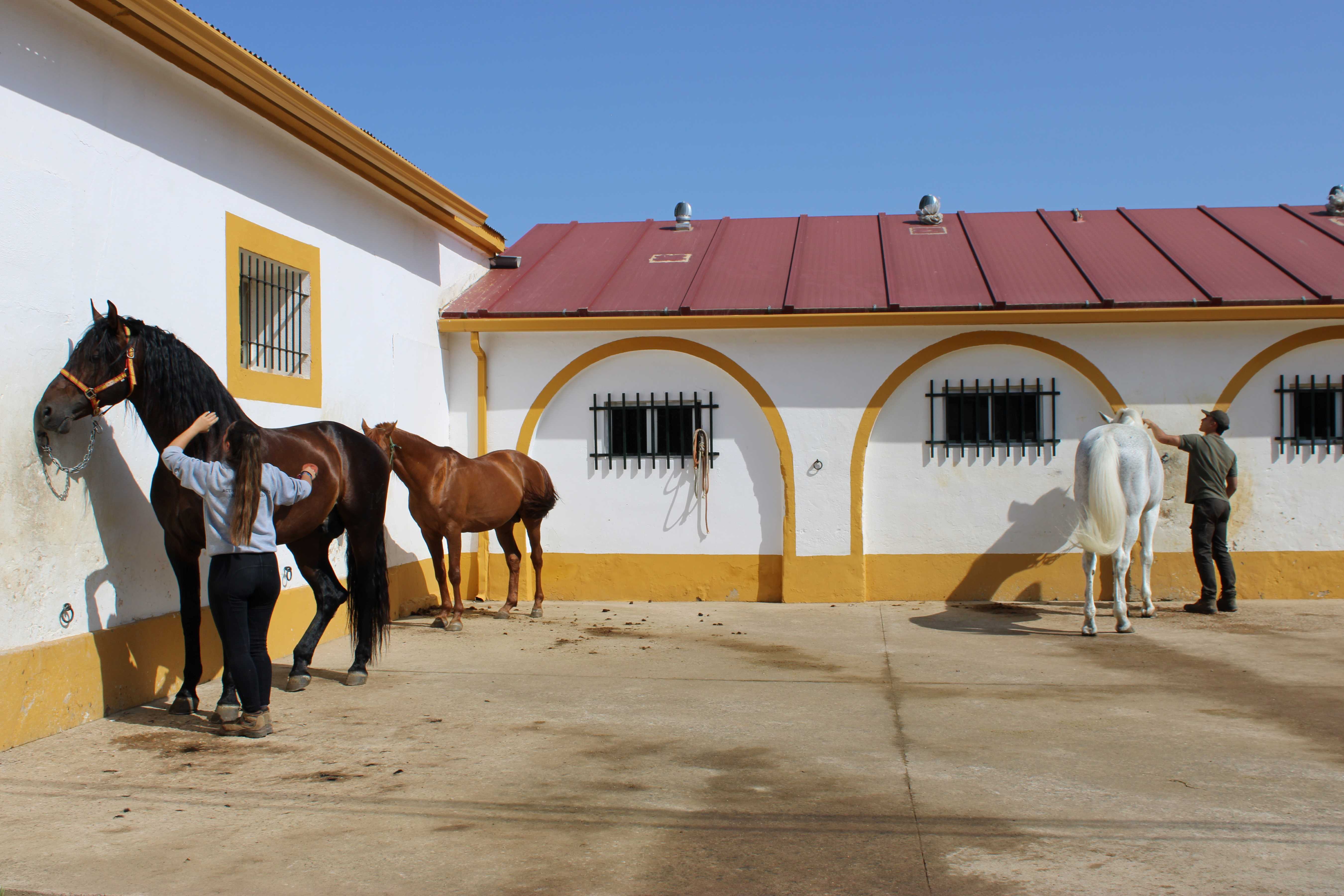 caballos extremadura
