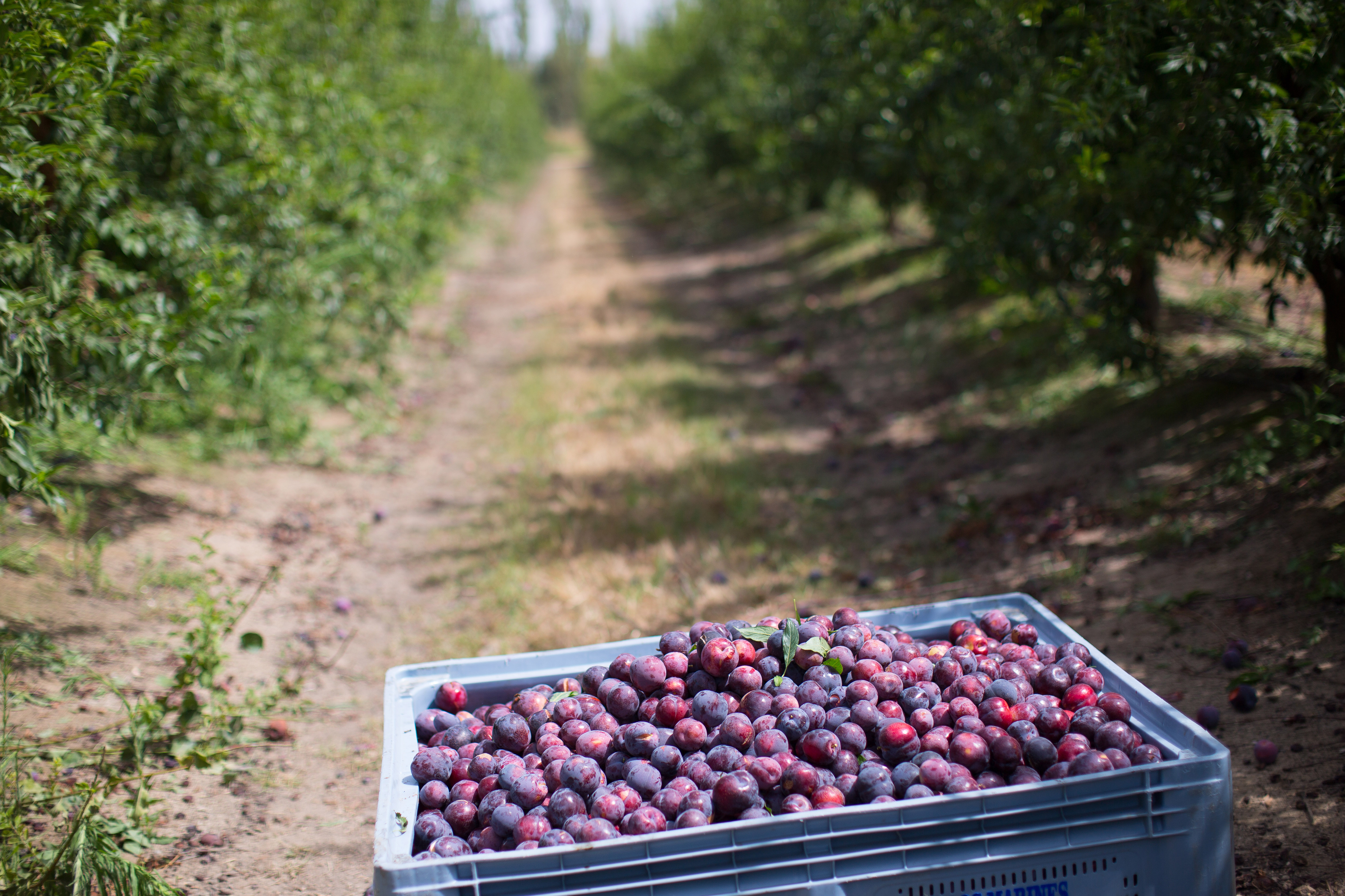 Ciruelas del proveedor Naty Nature