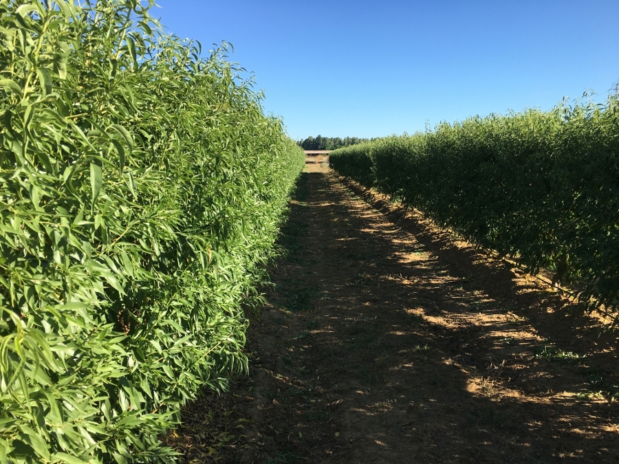 jornada cultivo seto